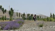 Tadjikistan-J13-2012-08-03-032-ShakristoPiedCol