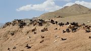 Tadjikistan-J16-2012-08-06-005-OrmetanArtouch