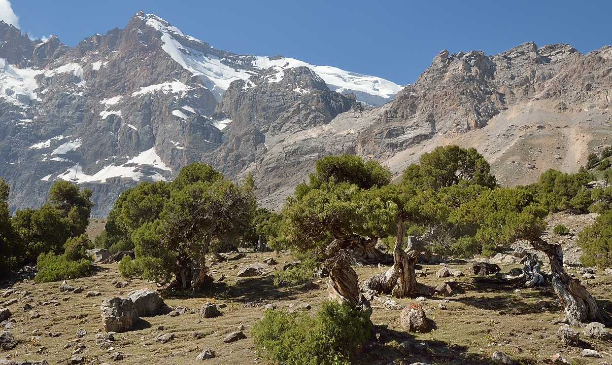 Tadjikistan-J18-2012-08-08-010-Kalikalon.jpg - Now almost at the 5th lake: wonderful Cedar trees (rather of the juniperus family ?) in the foreground, and probably the Maria Peak (also visible from the Kulikalon valley) in the background