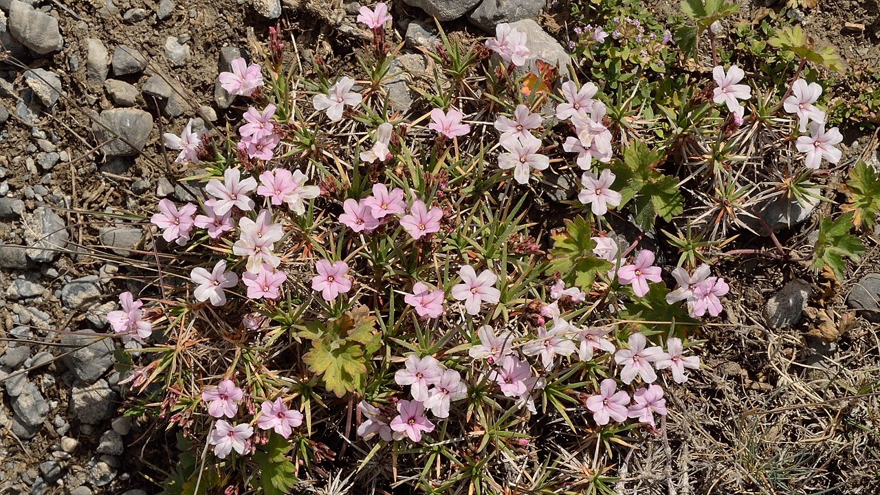 Tadjikistan-J19-2012-08-09-019-KalikalonAlaudin.jpg - Some flowers, almost at the same place: an androsace (primula family) ? ...