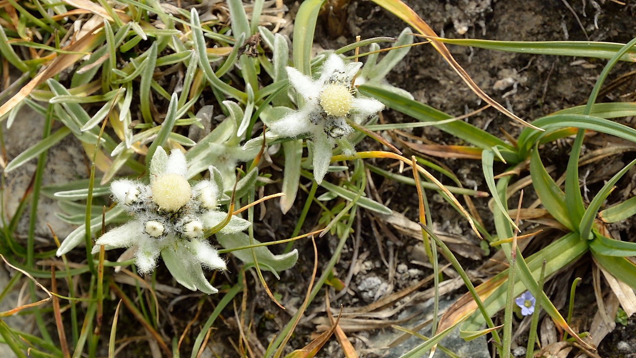 Tadjikistan-J19-2012-08-09-021-KalikalonAlaudin.jpg - Edelweiss (which are not rare here)
