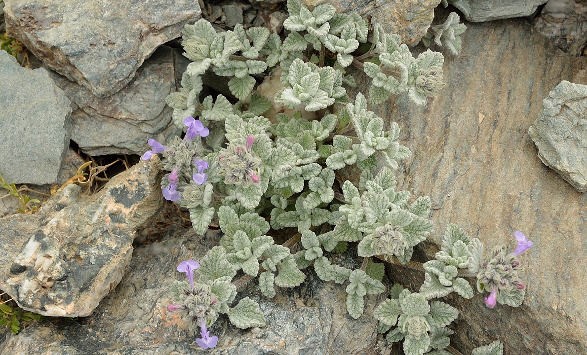 Tadjikistan-J19-2012-08-09-028-KalikalonAlaudin.jpg - More flowers, almost at the pass, now