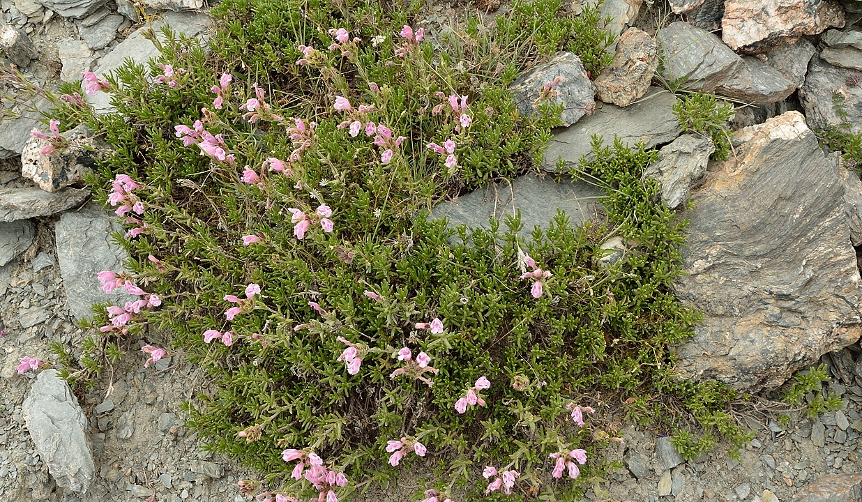 Tadjikistan-J19-2012-08-09-035-KalikalonAlaudin.jpg - Different flowers on the way down, in fact it's wetter but also rockier on this side: a member of the figwort family ?
