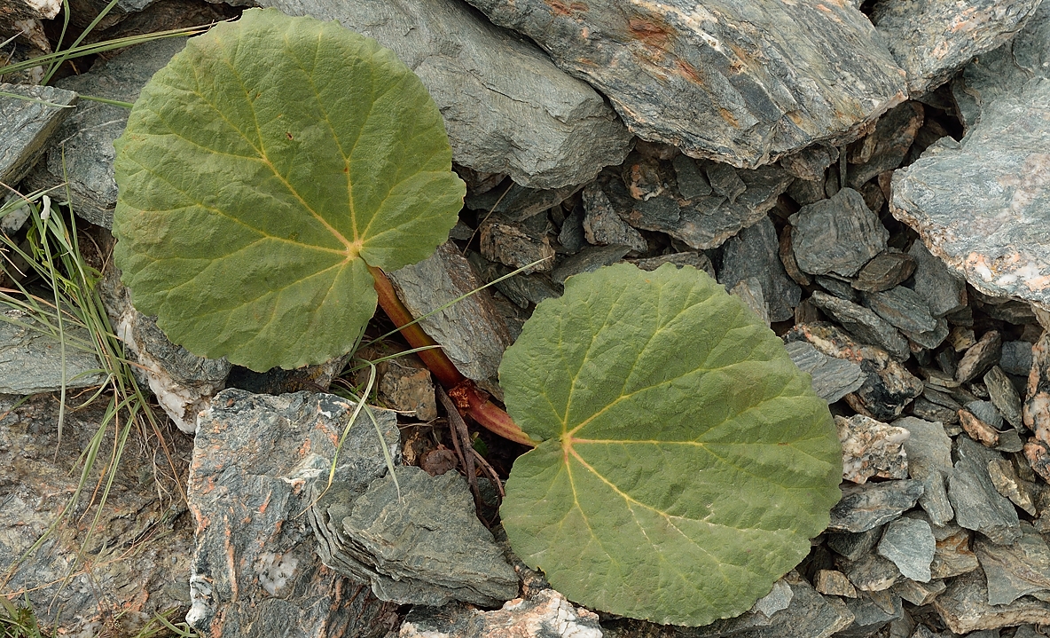 Tadjikistan-J19-2012-08-09-036-KalikalonAlaudin.jpg -  ... a wild rhubarb, the kids eat them