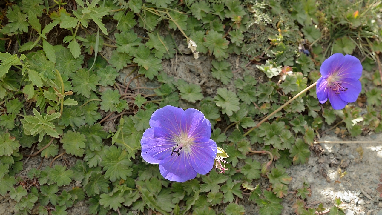 Tadjikistan-J19-2012-08-09-038-KalikalonAlaudin.jpg - ... a geranium: the leaves are close to those of Geranium cinereum, but the flower is larger ... and blue
