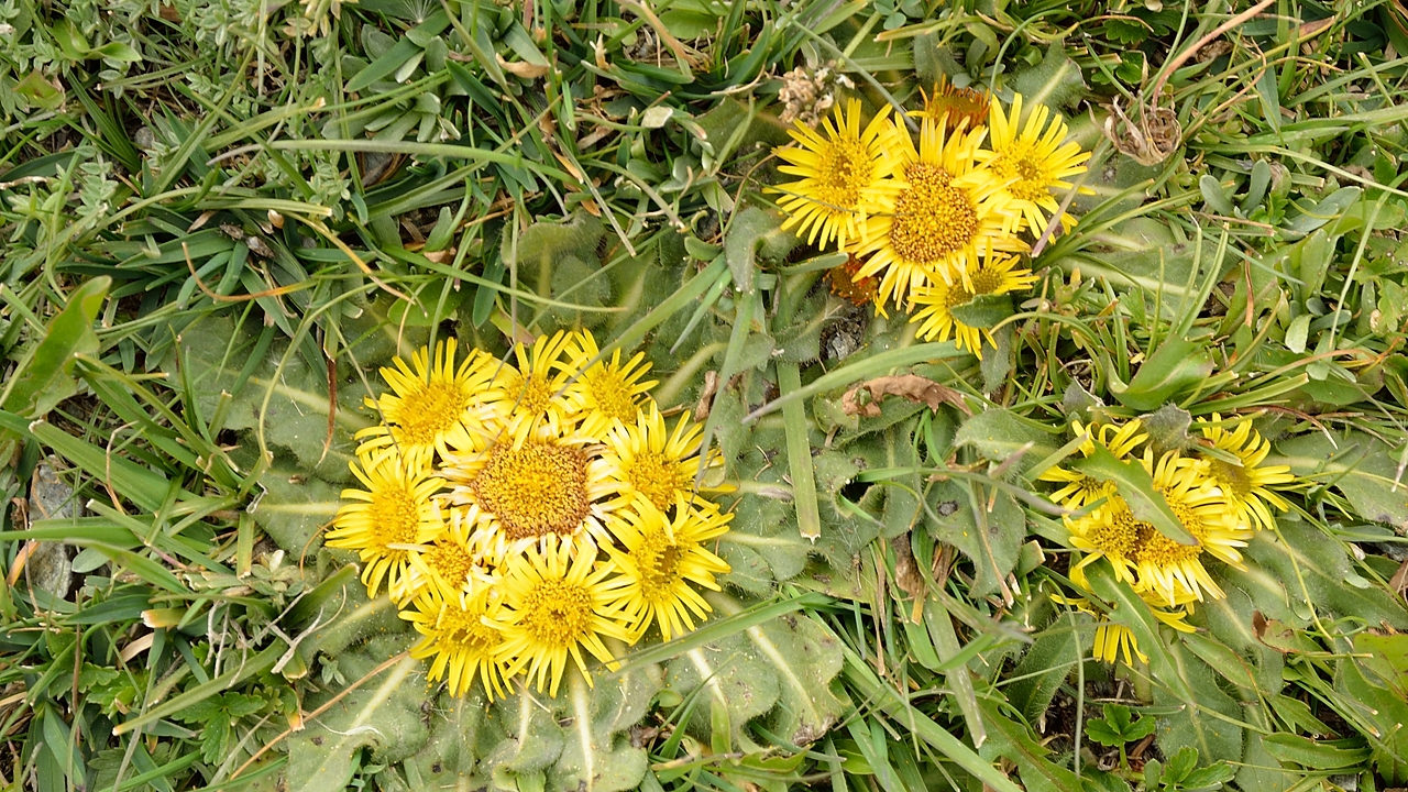 Tadjikistan-J19-2012-08-09-041-KalikalonAlaudin.jpg - ... a member of the composite family with the leaves of a dandelion but which is not a dandelion of course