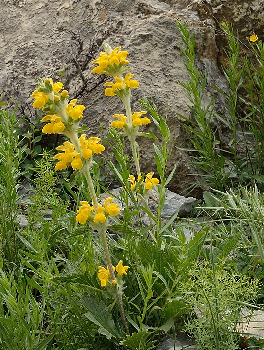 Tadjikistan-J19-2012-08-09-051-KalikalonAlaudin.jpg - A phlomis, very similar to a Jerusalem sage