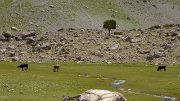 Tadjikistan-J18-2012-08-08-022-Kalikalon