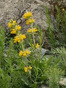 Tadjikistan-J19-2012-08-09-051-KalikalonAlaudin