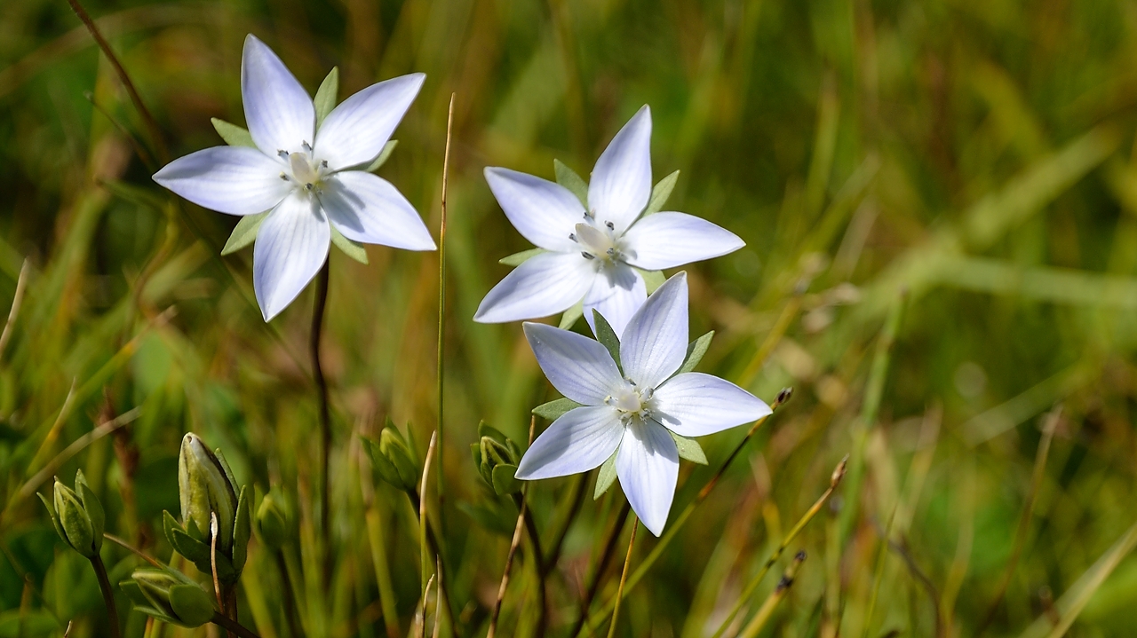 Tadjikistan-J21-2012-08-11-005-AlaudinPiedIsk.jpg - A local gentian