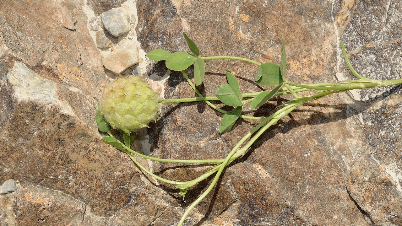 Tadjikistan-j22-12-08-12-007-monteeIskanderku.jpg - A clover, according to the fruit perhaps a strawberry clover (trifolium fragiferum)