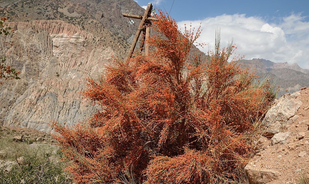 Tadjikistan-j22-12-08-12-028-monteeIskanderku.jpg - Impressive bushes, like flames, everywhere on the slopes ... but unknown to me