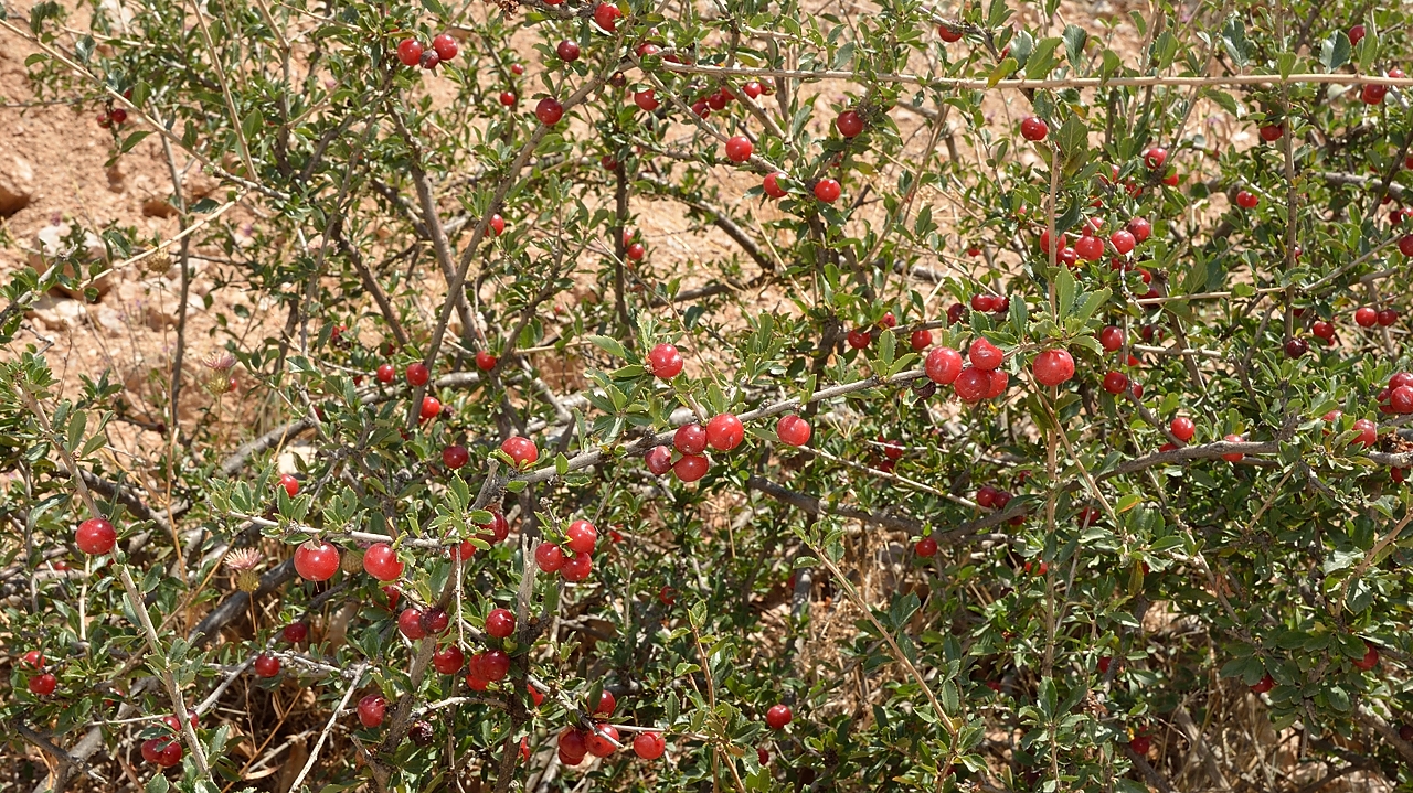 Tadjikistan-j22-12-08-12-029-monteeIskanderku.jpg - More red berries --- unfortunately also unknown to me