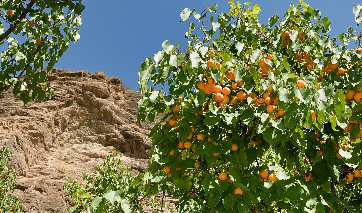 Tadjikistan-j25-12-08-15-018-Tokfon-ss-Anzob.jpg -  ... and abricot orchards --- the abricots are excellent, also I have never seen so many abricots on a single tree