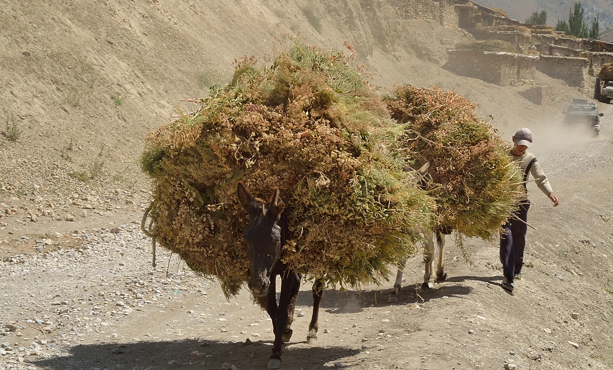 Tadjikistan-j25-12-08-15-035-Tokfon-ss-Anzob.jpg - ... 