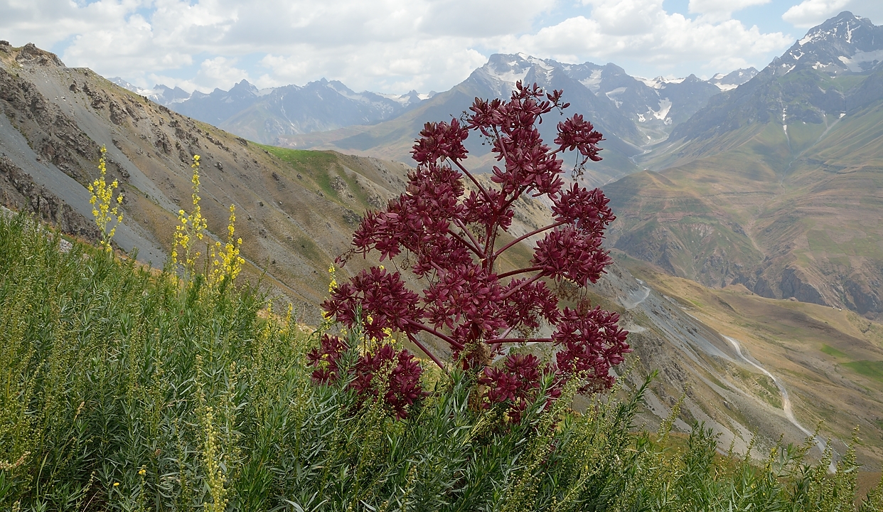 Tadjikistan-j26-12-08-16-033-AnzobPassVarzob.jpg - Not far below the pass, we encounter these gigantic plants, probably of the ferula family (also called giant fennels), possibly ferula kuhistanica (see mobot.org - Tadjikistan)