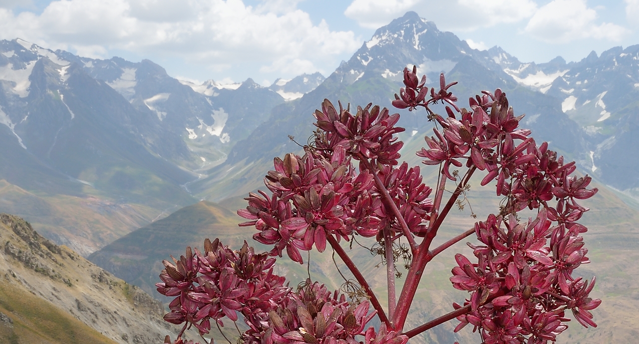 Tadjikistan-j26-12-08-16-034-AnzobPassVarzob.jpg -  ... here the grains supporting the thesis of the ferula family