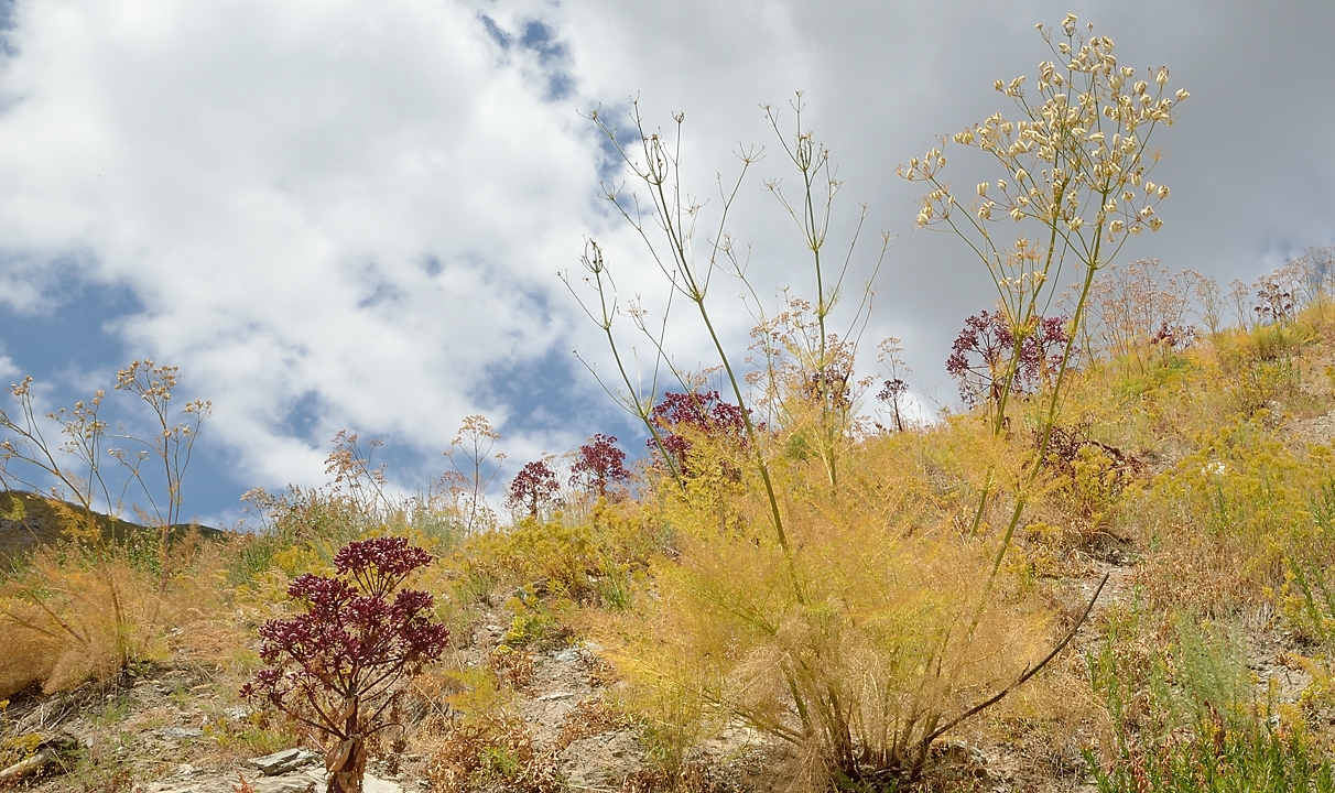 Tadjikistan-j26-12-08-16-042-AnzobPassVarzob.jpg -  ... here the fennel like leaves