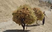 Tadjikistan-j25-12-08-15-035-Tokfon-ss-Anzob