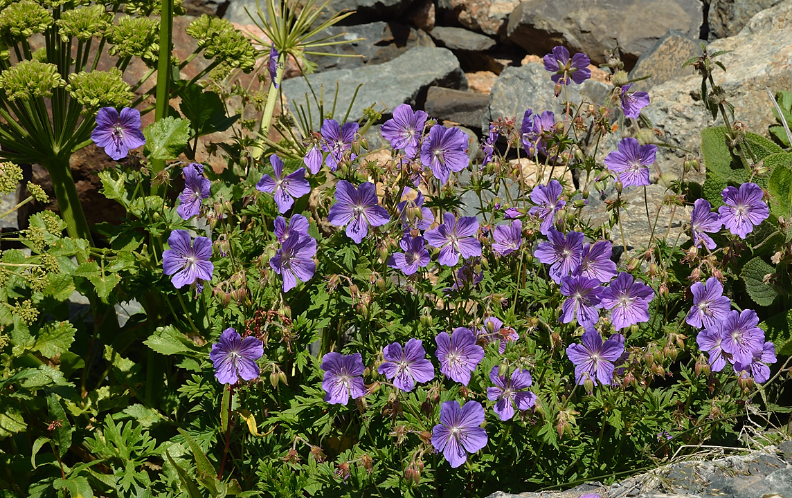 20130730-044-Karakol-MaydAdyr.jpg - geranium pratense ... with larger flowers than in the Alps