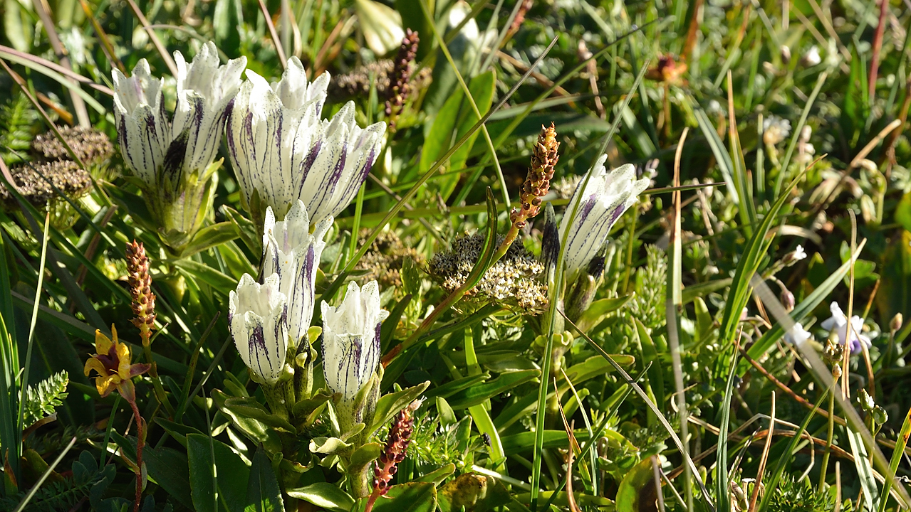 20130730-061-Karakol-MaydAdyr.jpg - a white gentian