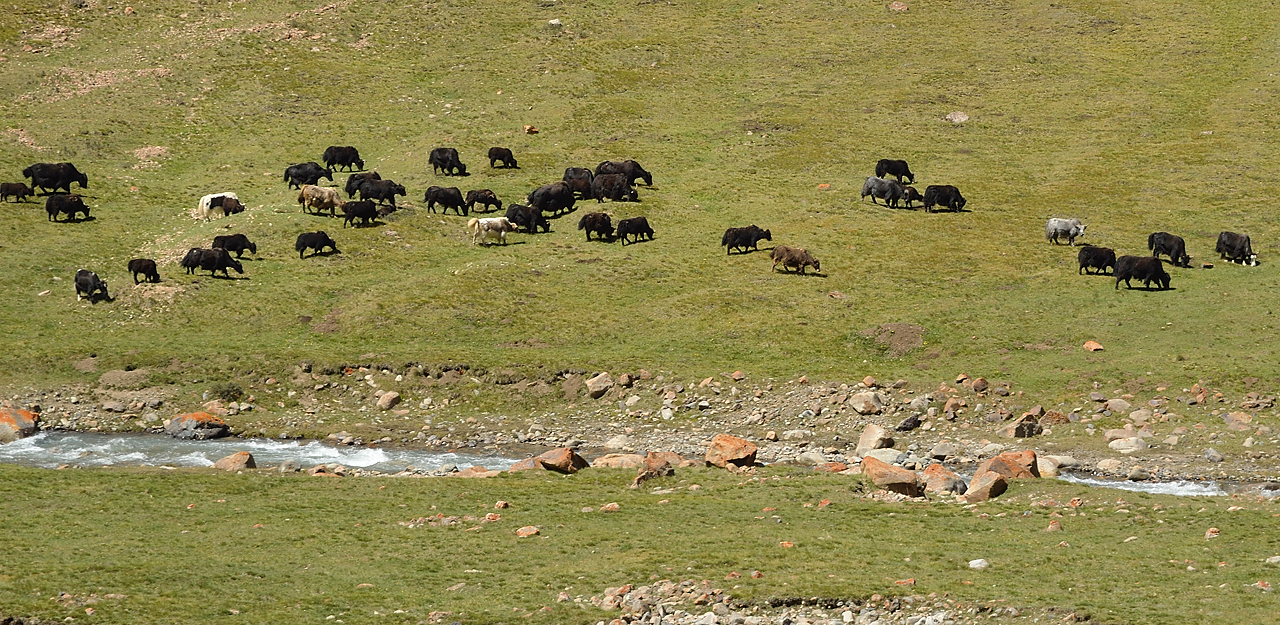 20130731-077-Karakol-MaydAdyr.jpg - a little bit lower back in the green ... and to our surprise the paved road : yaks