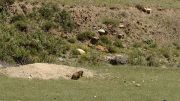 20130731-087-Karakol-MaydAdyr