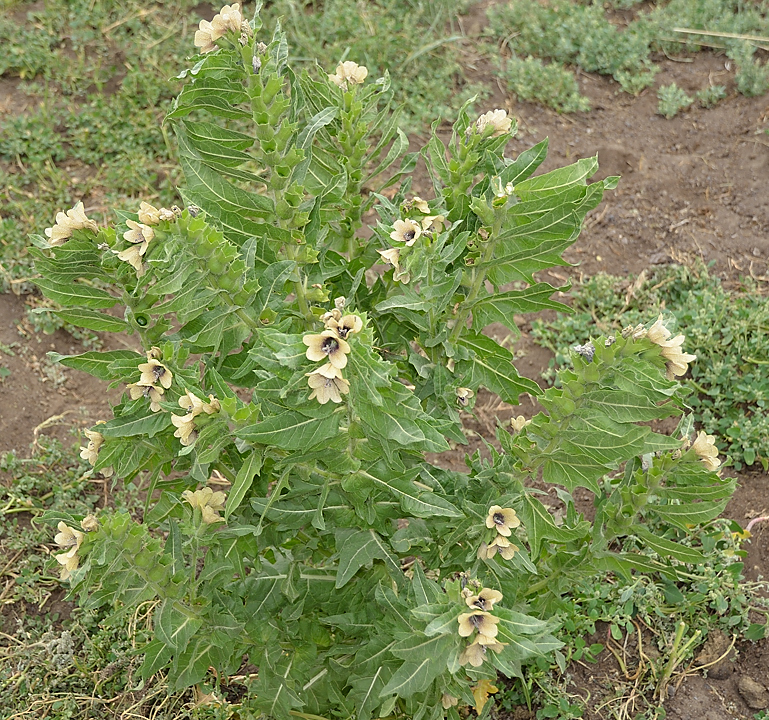 20130802-018-Trek.jpg - stinking nightshade (jusquiame)