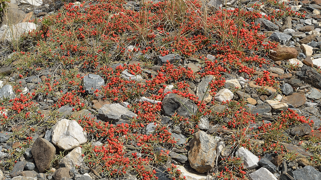 20130802-027-Trek.jpg -  These ephedra are everywhere