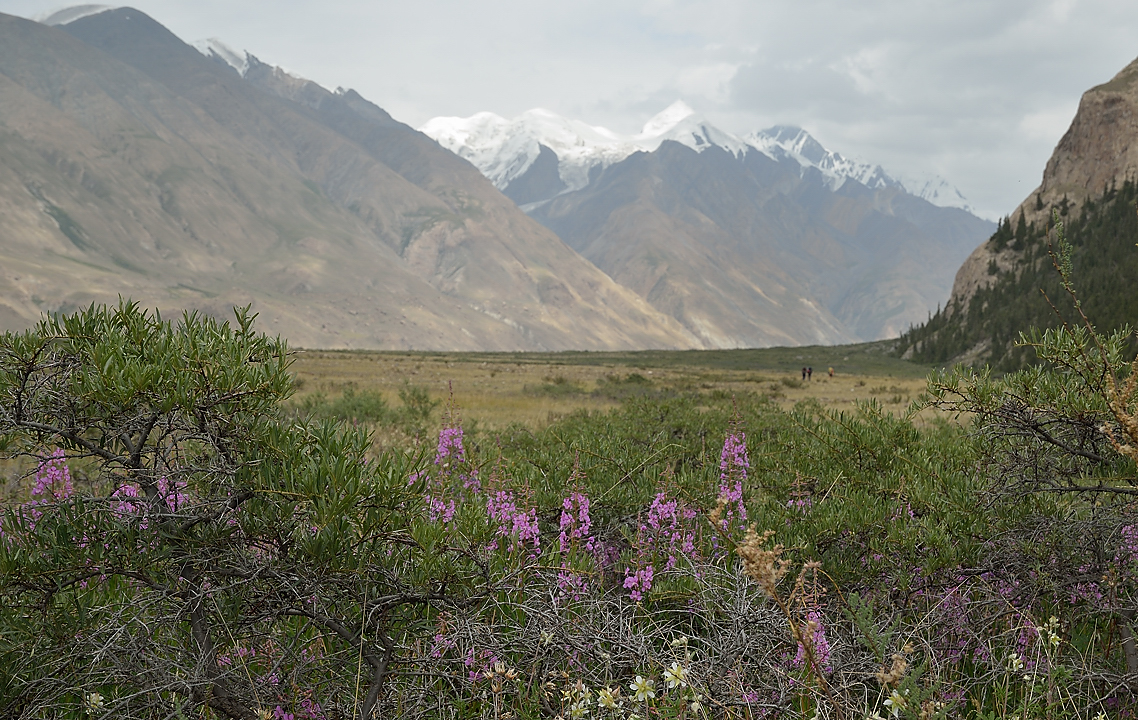 20130802-030-Trek.jpg -  Pic Nerudy get's closer now -- in the foregound fireweed and a sort of potentilla