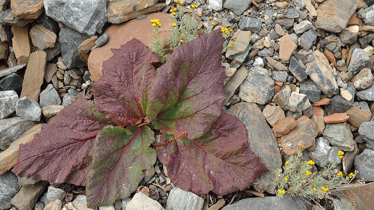 20130804-077-Trek.jpg - wild rhubarb, in Tajikistan the kids eat it it