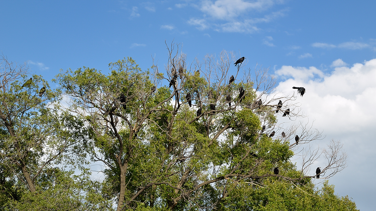 20130811-034-Karakol-bis.jpg - Close to the garbage dump, the trees are full of ravens