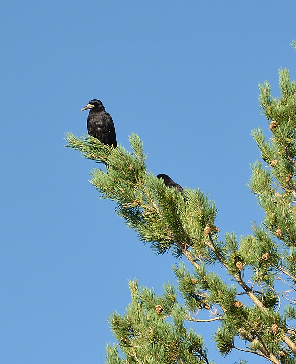 20130811-035-Karakol-bis.jpg - Close to the garbage dump, the trees are full of ravens