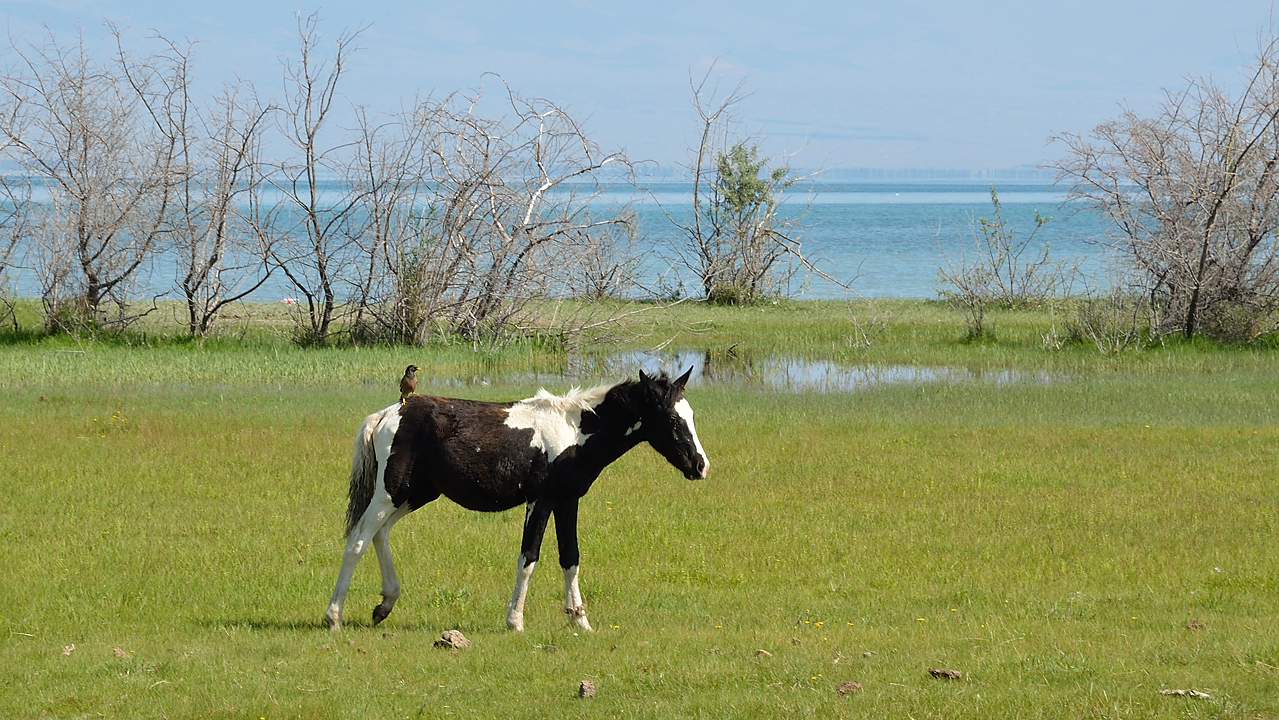 20130816-182IssykKul.jpg - At the beach close to Ottuk, just before leaving the lake