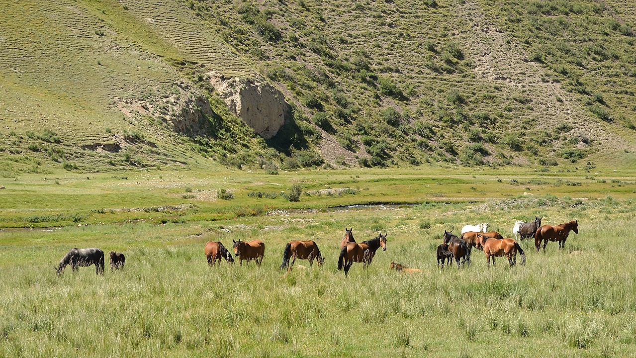 20130818-078-Song-Kul.jpg - Driving along the Tolok river and its handful of isolated farms: horses everywhere