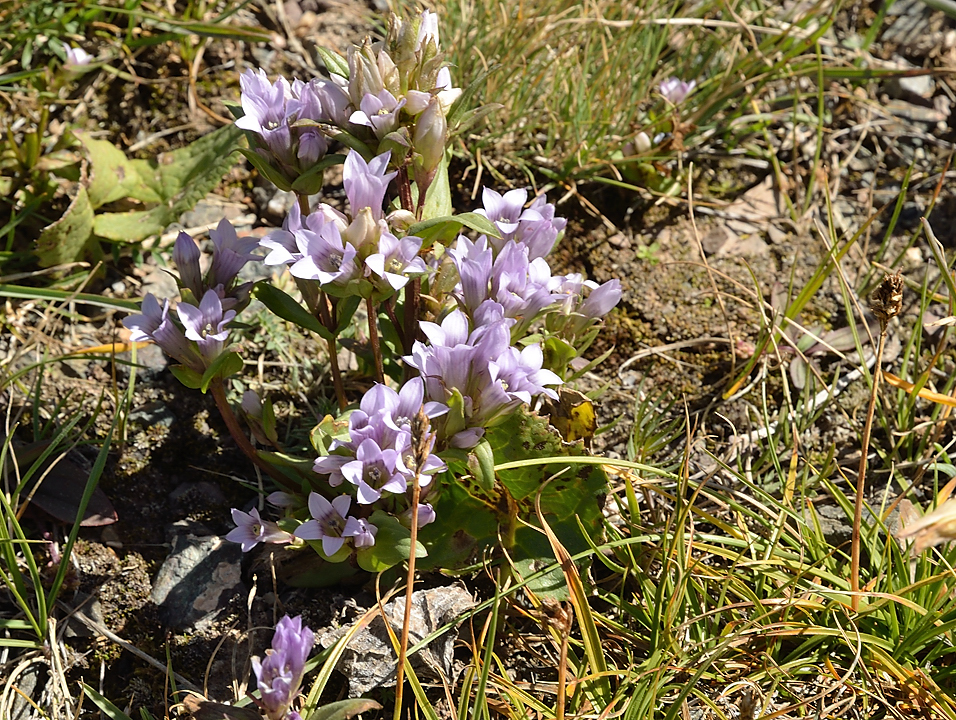 20130818-090-Song-Kul.jpg - also a gentian (ressembling gentianella campestris)