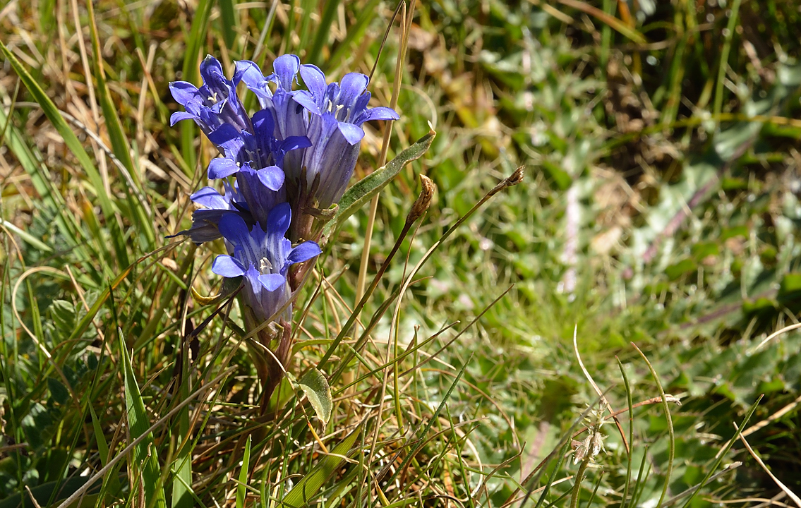 20130818-091-Song-Kul.jpg - gentian