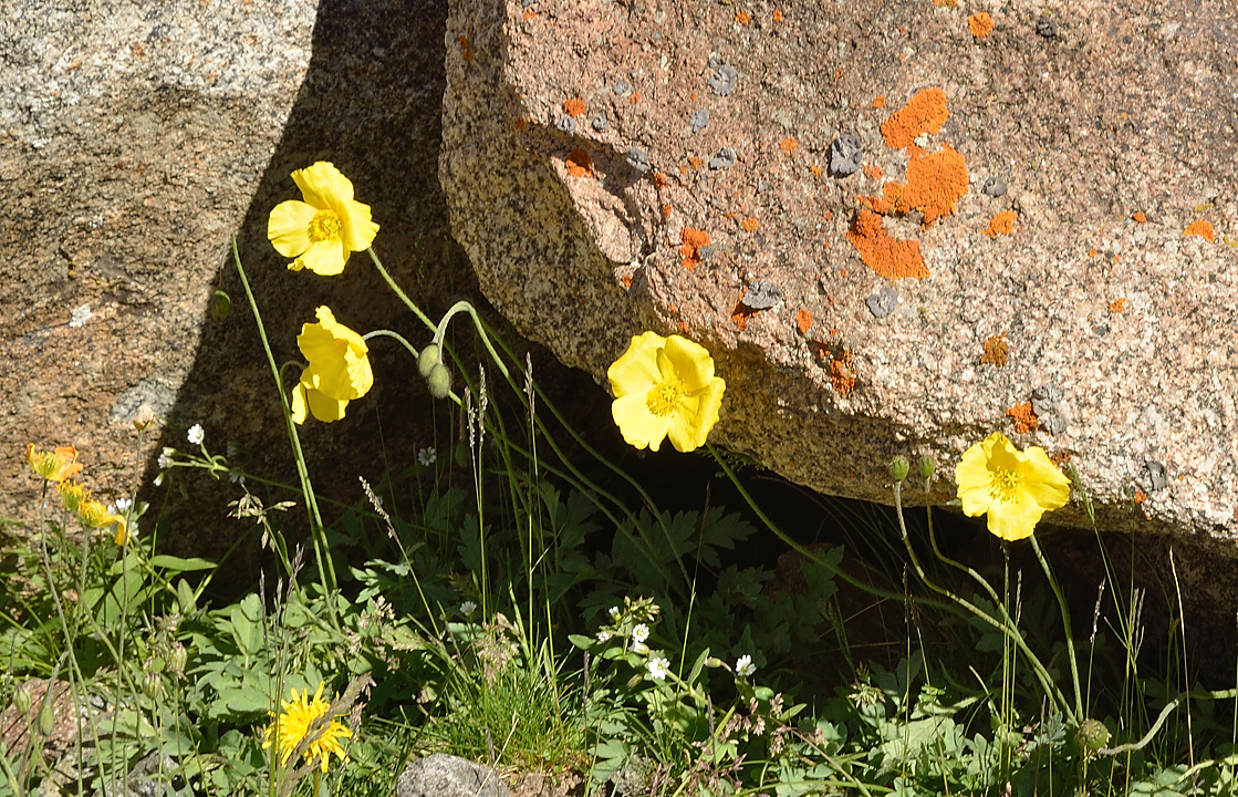 20130818-092-Song-Kul.jpg - yellow poppy, very common here