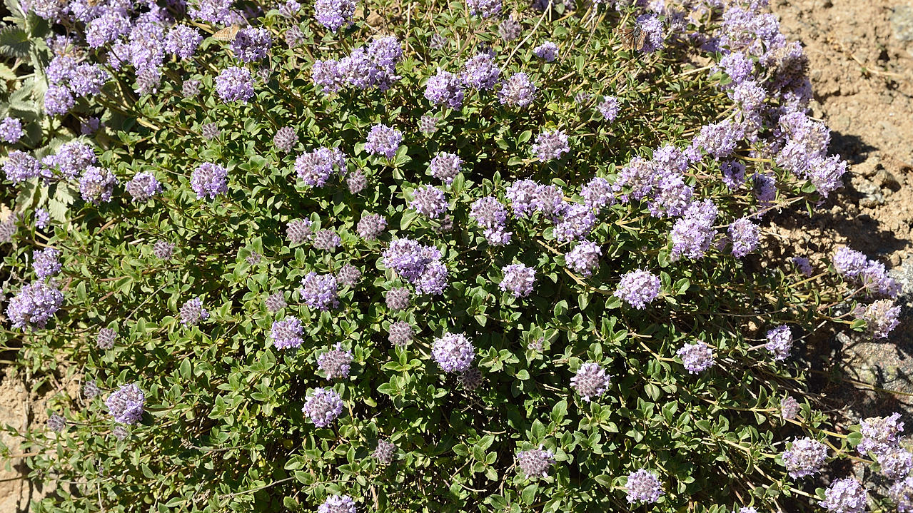 20130818-093-Song-Kul.jpg - wild thyme