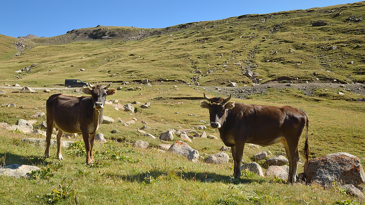 20130818-095-Song-Kul.jpg - beautiful local cows just before reaching the Kalmak-Asbuu pass (around 3400m)