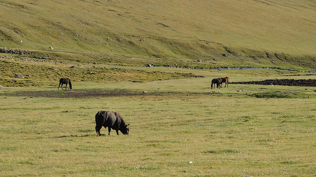 20130818-103-Song-Kul.jpg - pleasant ride down to the lake through the pastures scattered by yourts and cattle ... mainly hoarses, sypplying khimiz