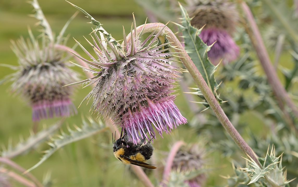 20130819-149-Song-Kul.jpg - beautiful thistles (cirsium)  on the descent to Kek Suu