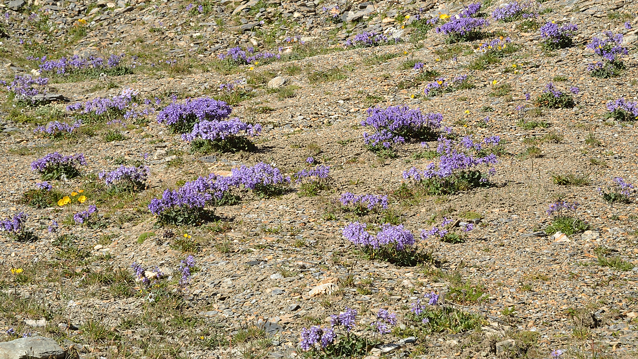 20130730-053-Karakol-MaydAdyr.jpg - A kind of Nepeta ?