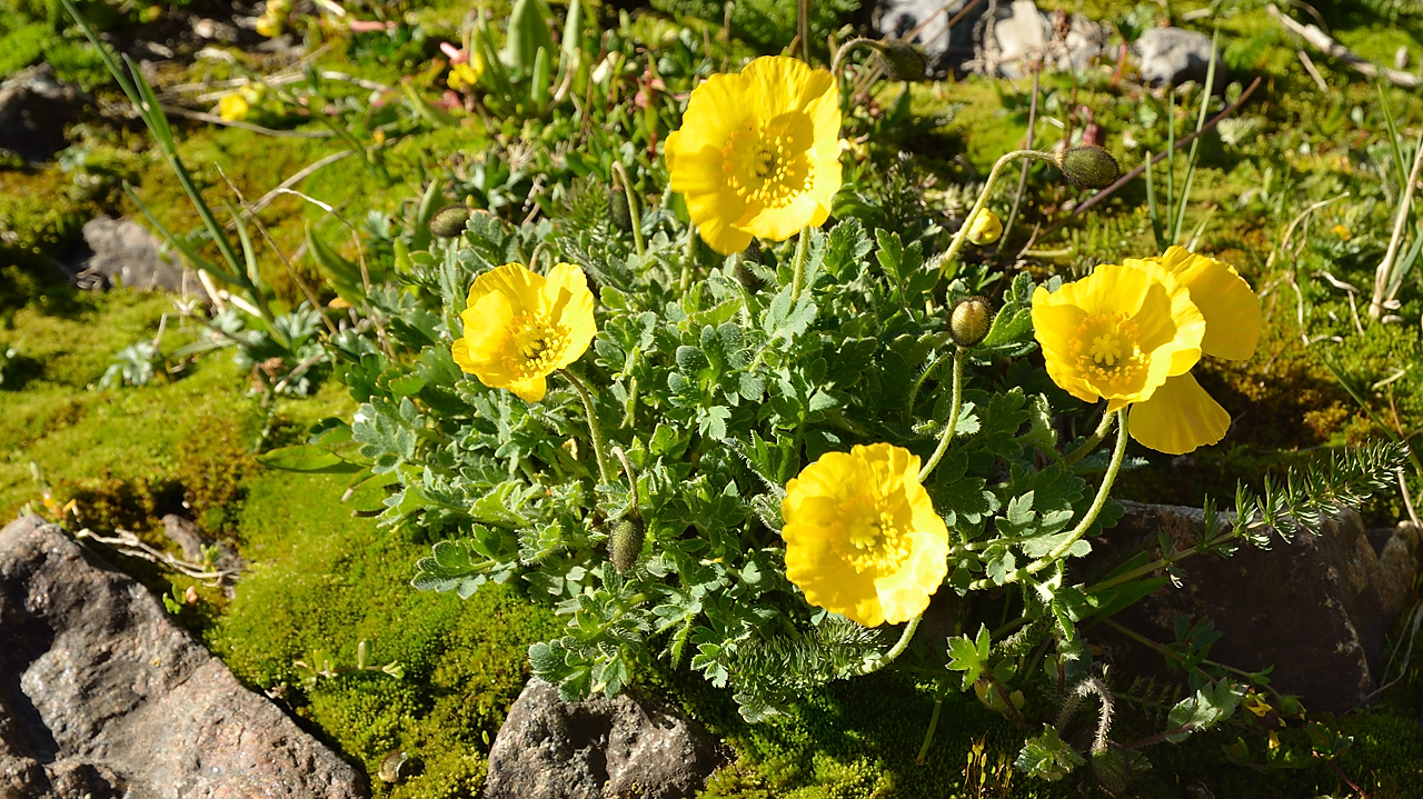 20130730-057-Karakol-MaydAdyr.jpg - yellow poppies, very common here