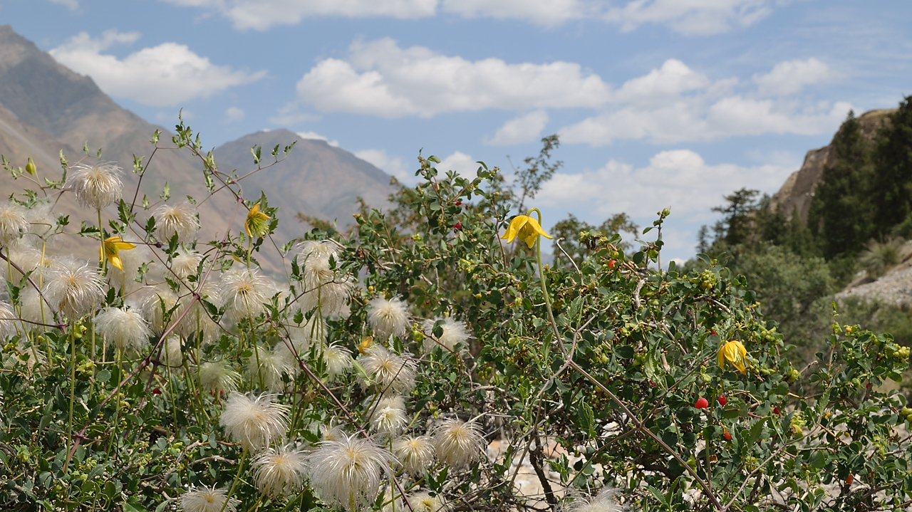 20130801-006-Trek.jpg - a yellow clematis, the common one here