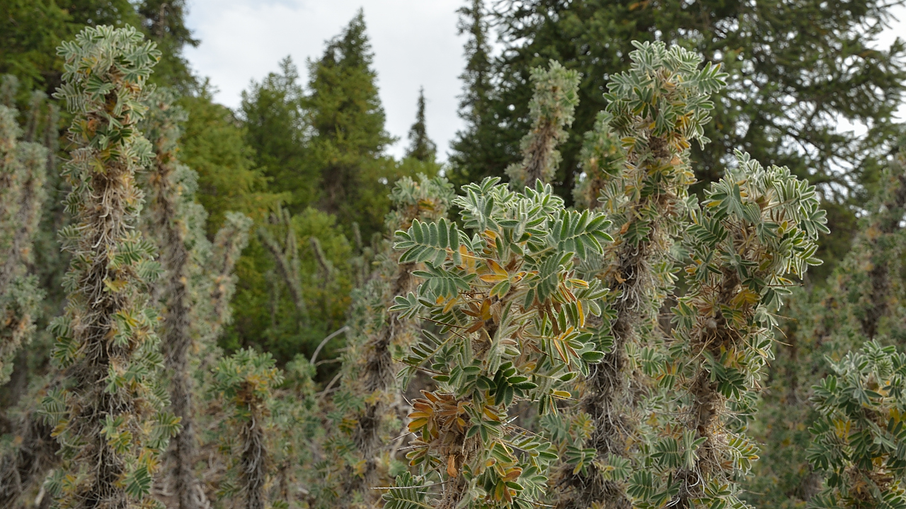 20130801-014-Trek.jpg - A spiny but not prickly shrub from the fabaceae family --- which we will learn to "appreciate" the next day