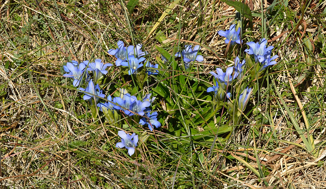 20130805-092-Trek.jpg - A gentian