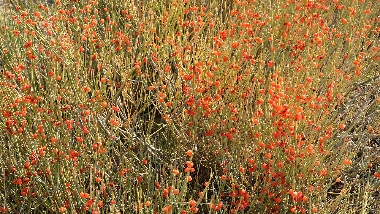 20130815-114IssykKul.jpg - we have seen plenty of them in Tajikistan, in the Fan Mountains