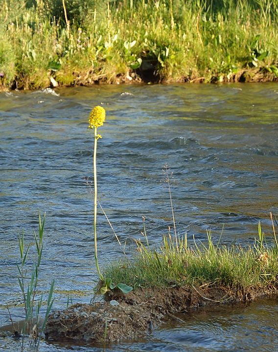 20130817-062-Song-Kul.jpg - A quiet camp on the riverside: a nice flower, I ignore its name (perhaps a kind of petasites)